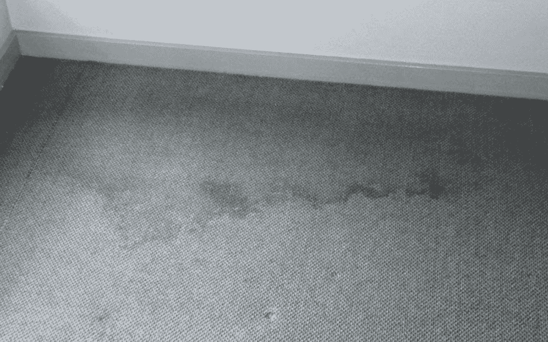 How To Prevent Carpet Mold After Water Damage
