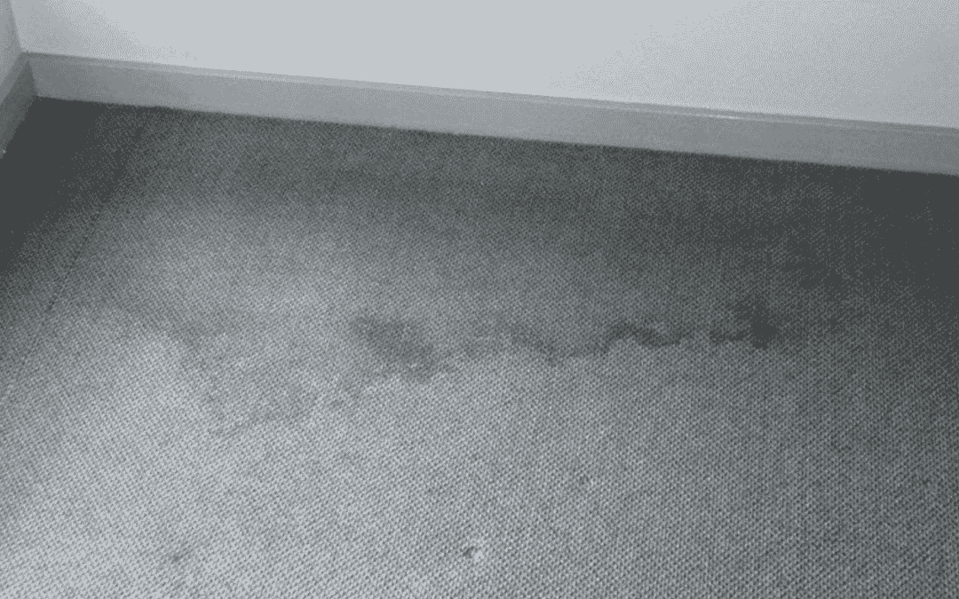 Prevent carpet mold after water damage